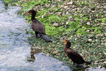 Great Cormorant Yatsu-higata Sun, 4/21/2024