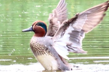 Eurasian Teal Yatsu-higata Sun, 4/21/2024