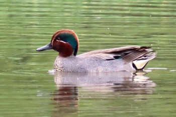 Eurasian Teal Yatsu-higata Sun, 4/21/2024