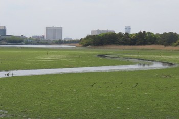 未同定 谷津干潟 2024年4月21日(日)