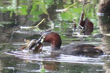 Little Grebe Yatsu-higata Sun, 4/21/2024