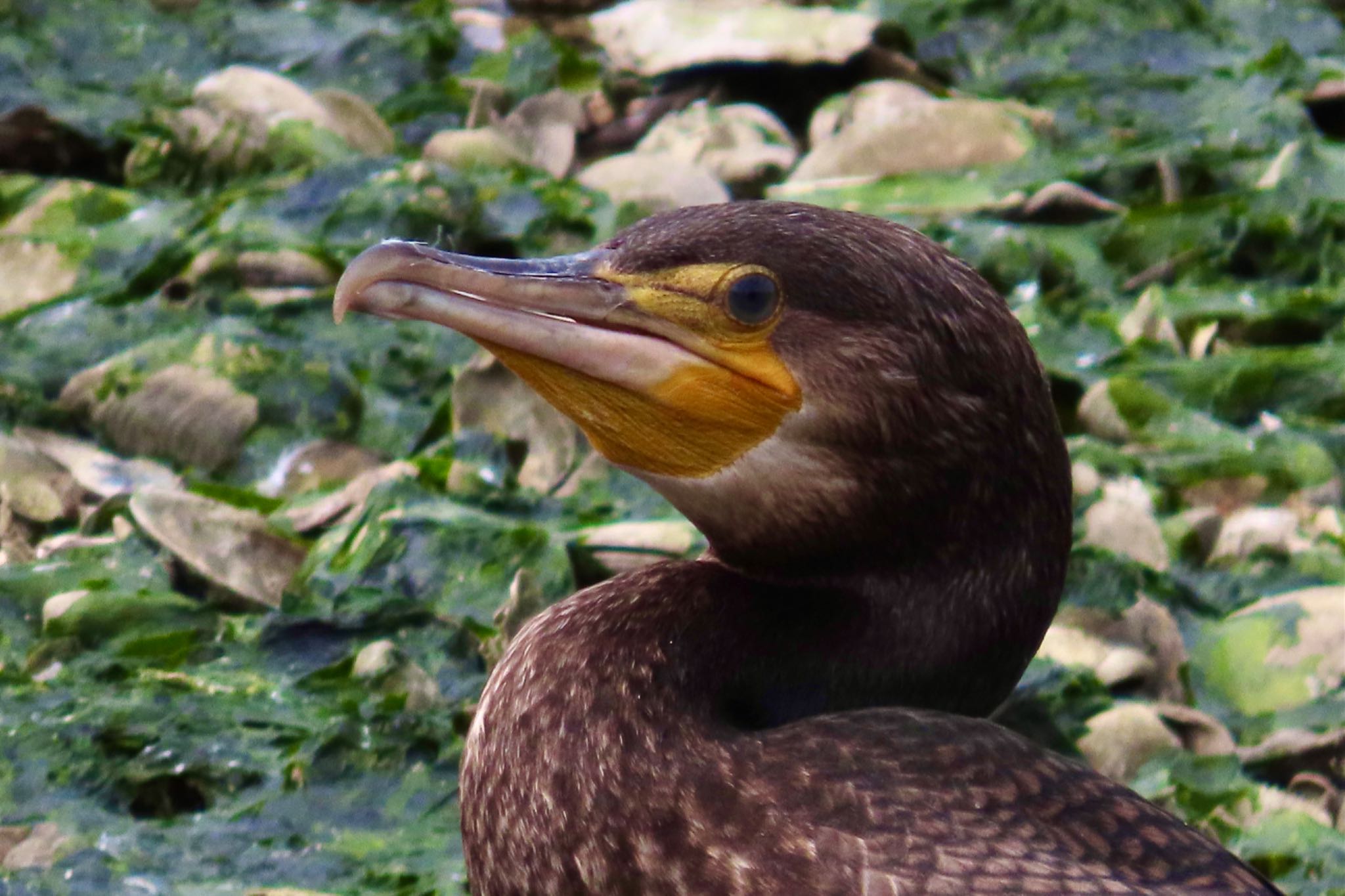 谷津干潟 カワウの写真 by KozBird