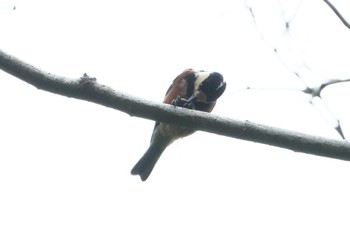 Varied Tit 神奈川県自然環境保全センター Tue, 4/23/2024