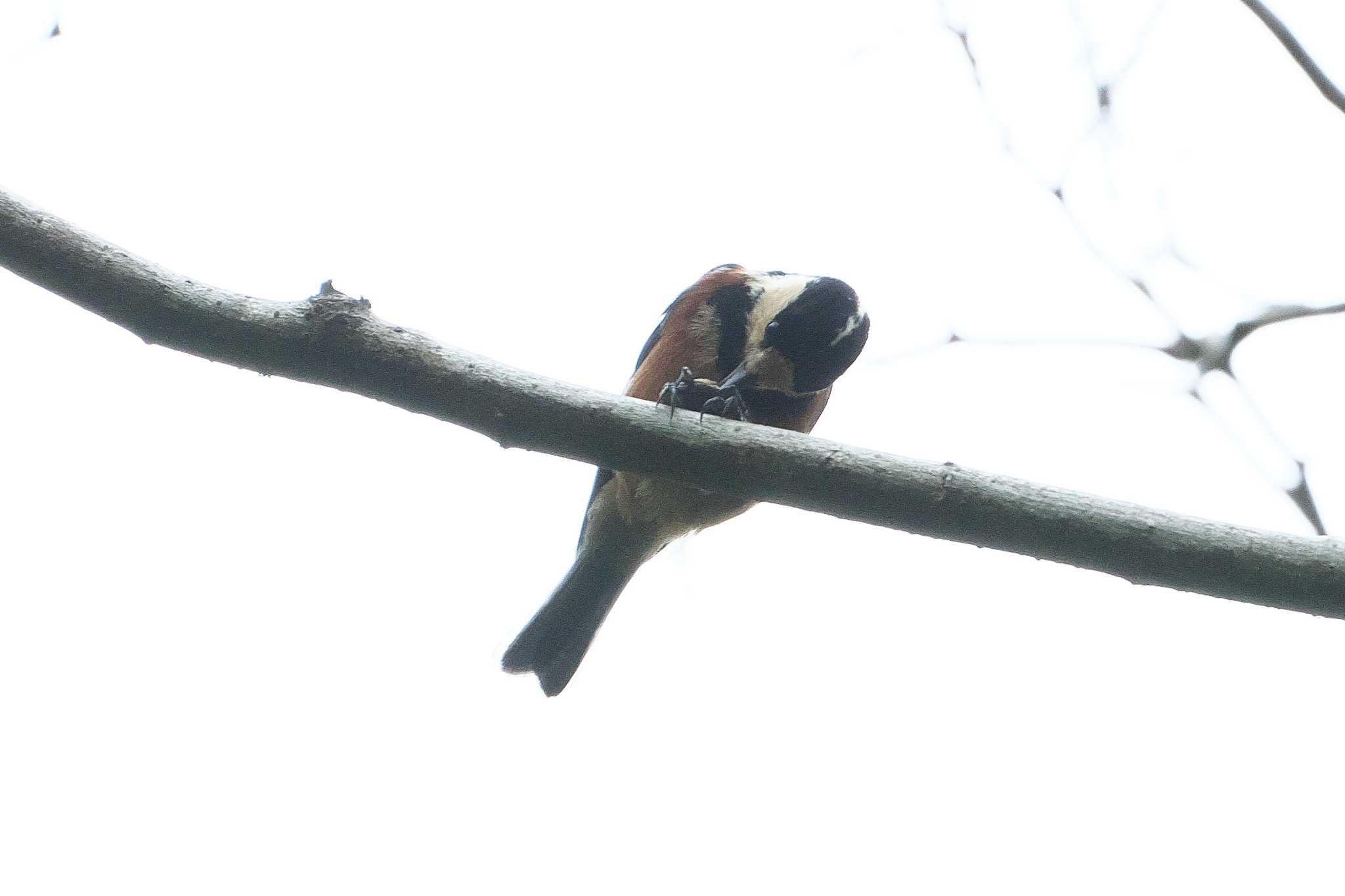 Varied Tit