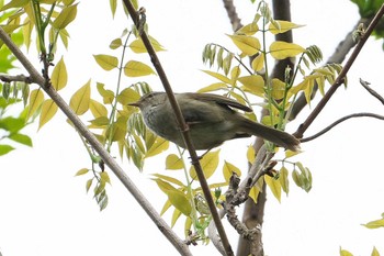 Japanese Bush Warbler 神奈川県自然環境保全センター Tue, 4/23/2024