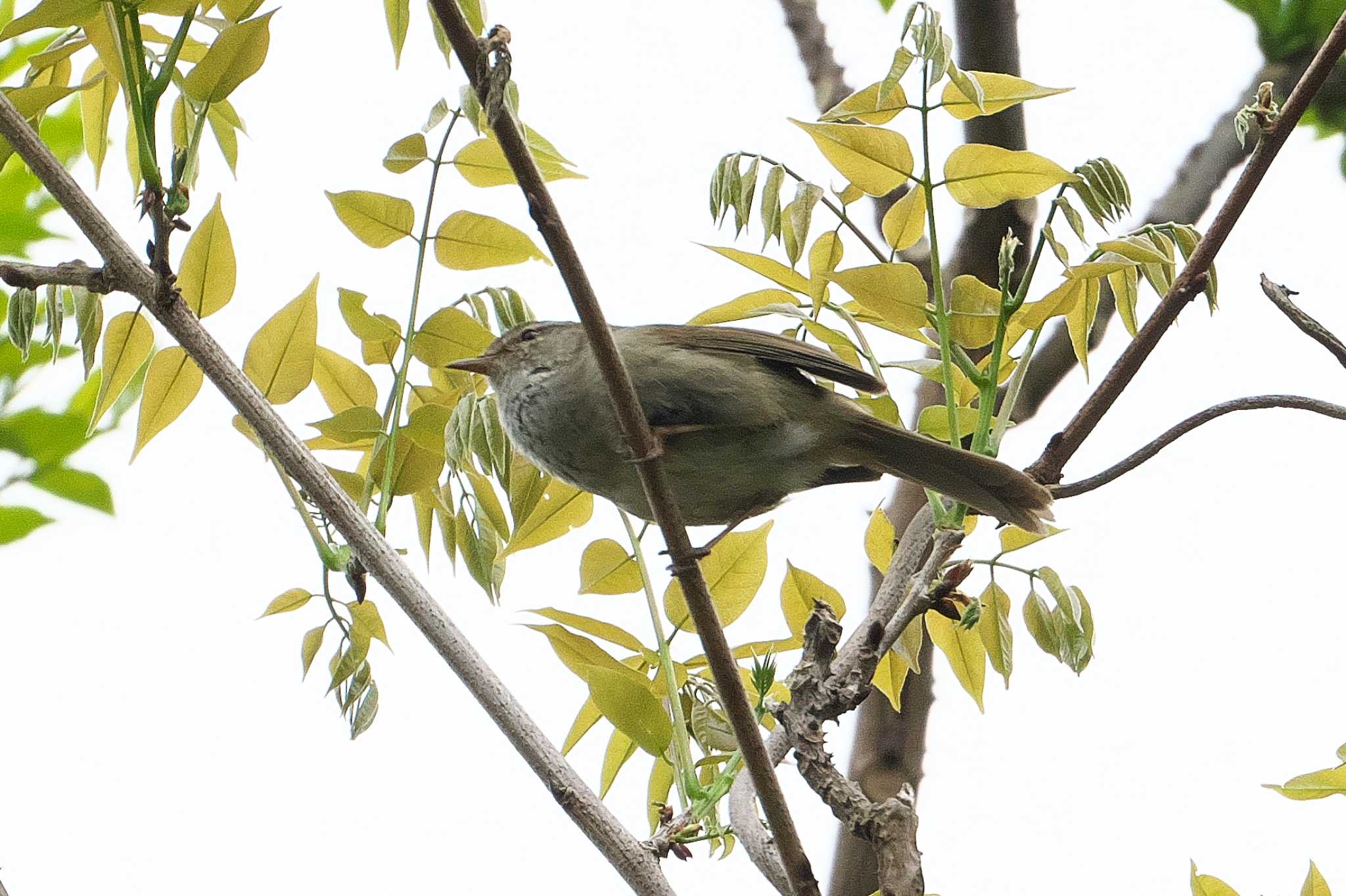 Photo of Japanese Bush Warbler at 神奈川県自然環境保全センター by Y. Watanabe