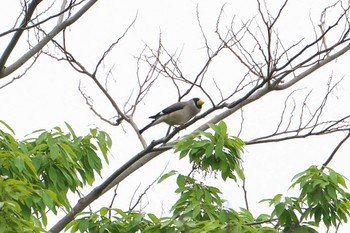 Japanese Grosbeak 神奈川県自然環境保全センター Tue, 4/23/2024