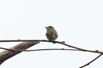 Asian Brown Flycatcher 神奈川県自然環境保全センター Tue, 4/23/2024