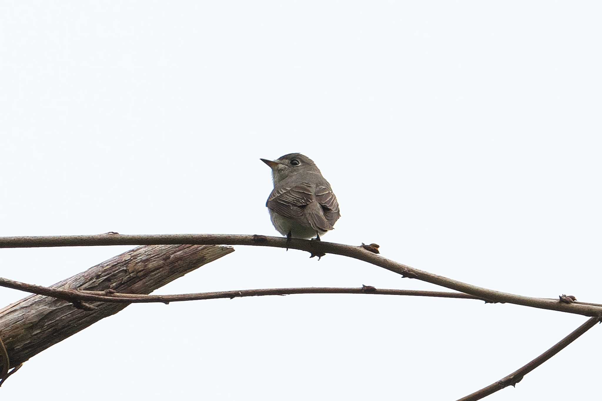 Photo of Asian Brown Flycatcher at 神奈川県自然環境保全センター by Y. Watanabe