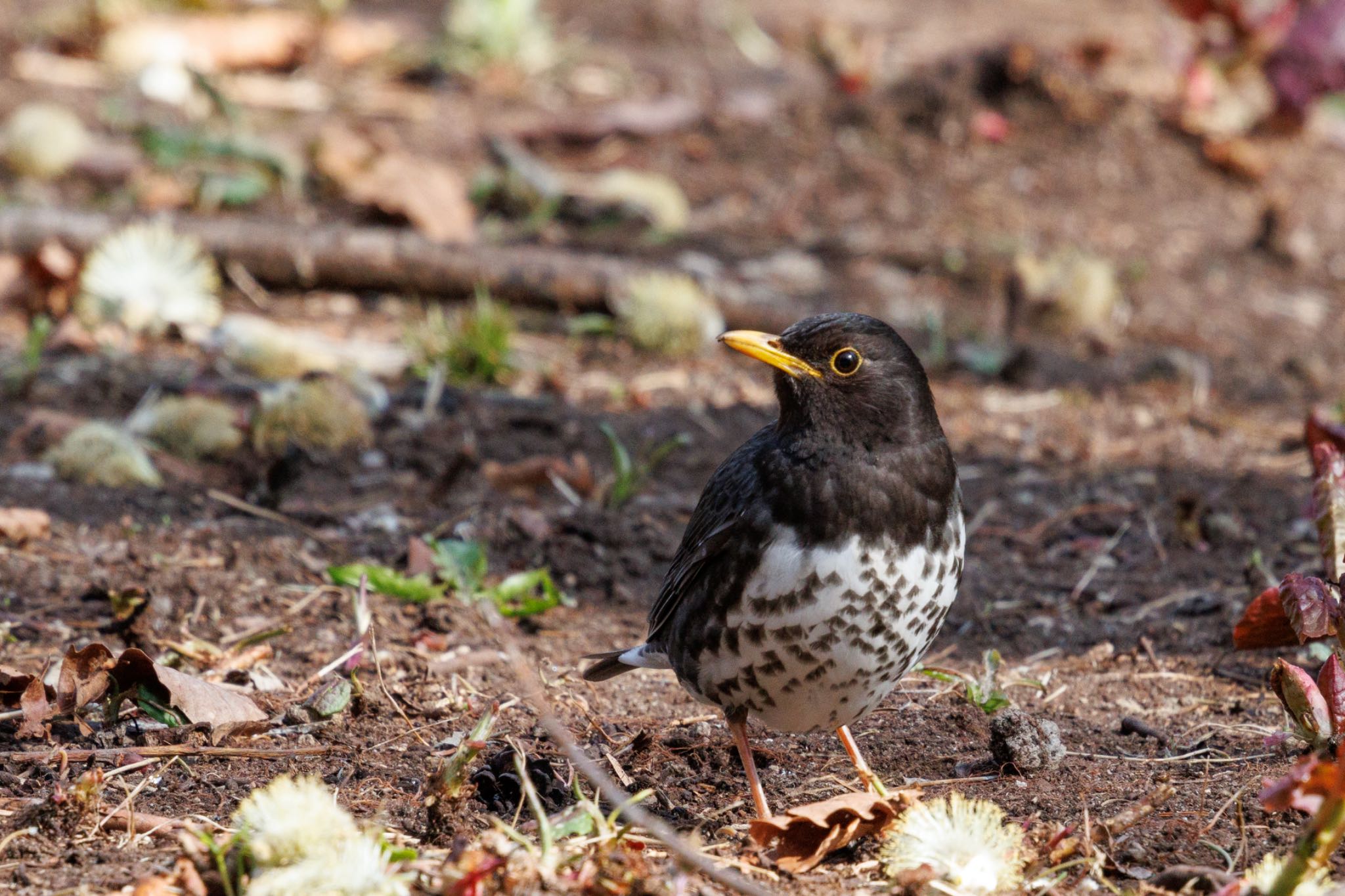 Photo of Japanese Thrush at 出光カルチャーパーク(苫小牧) by シマシマ38