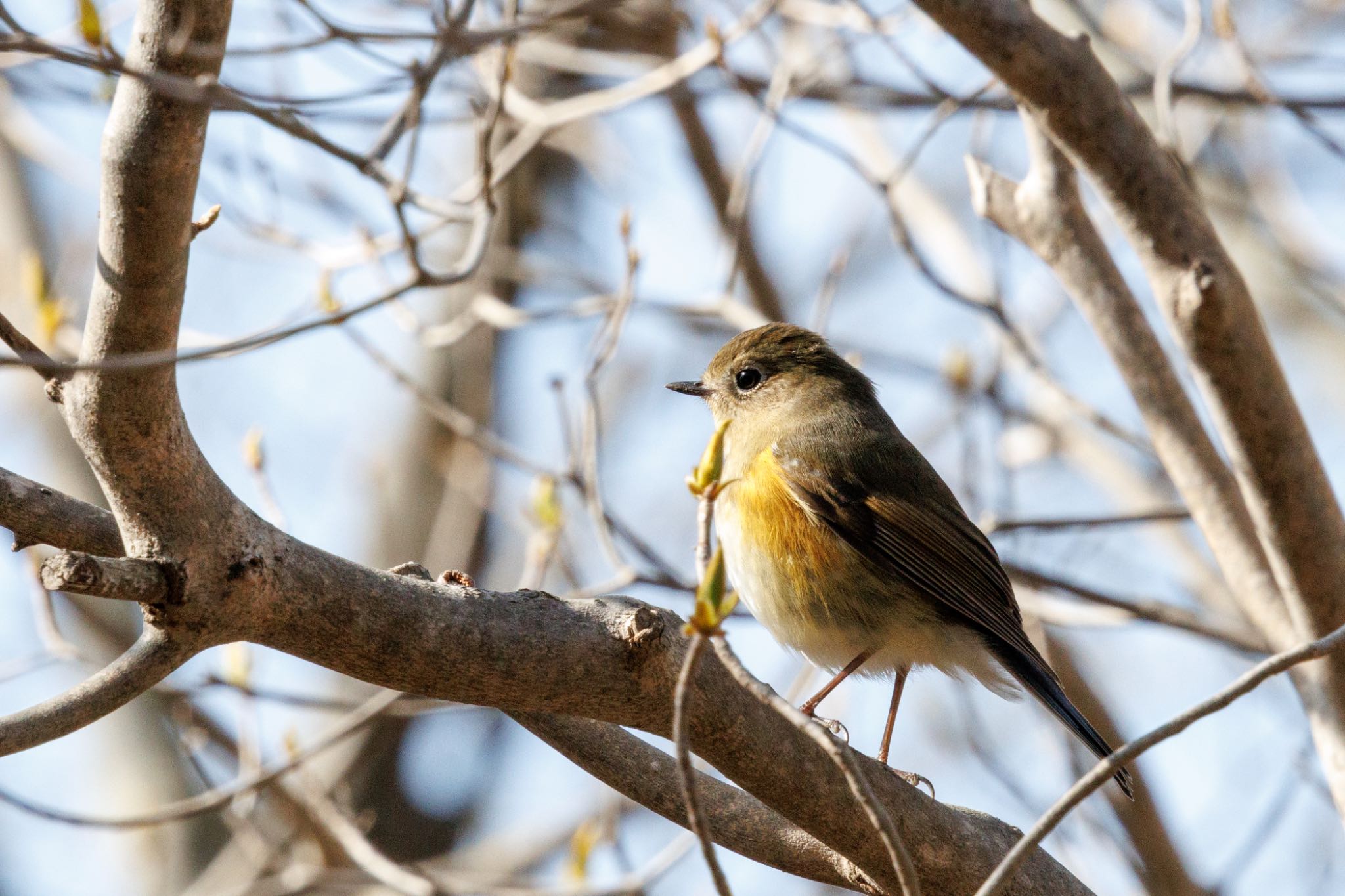 Photo of Red-flanked Bluetail at 出光カルチャーパーク(苫小牧) by シマシマ38