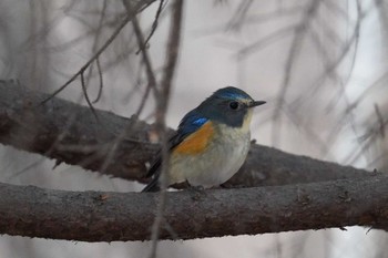 Red-flanked Bluetail 札幌 Fri, 4/12/2024