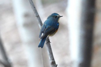 Red-flanked Bluetail 札幌 Fri, 4/12/2024