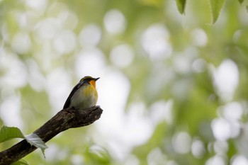 Tue, 4/23/2024 Birding report at Mizumoto Park