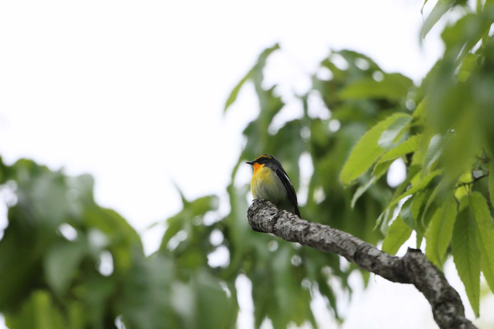 Narcissus Flycatcher