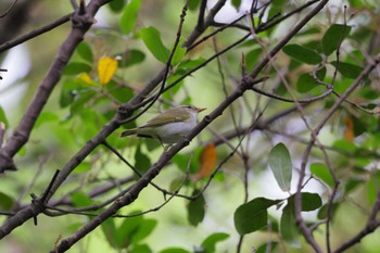 Eastern Crowned Warbler Mizumoto Park Tue, 4/23/2024