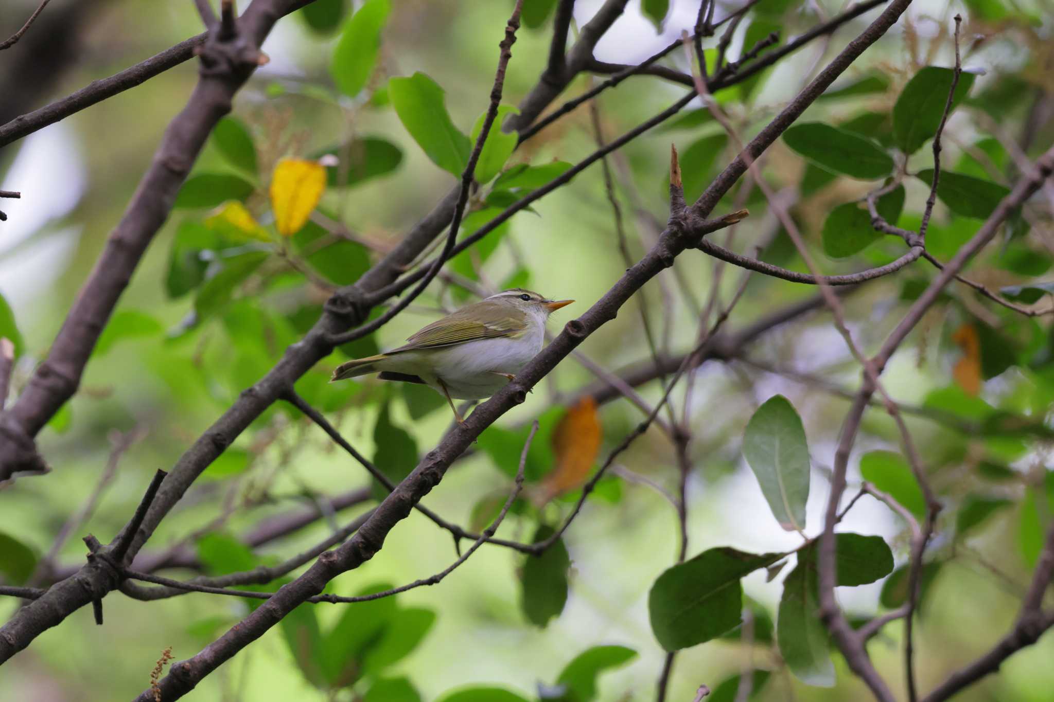 Eastern Crowned Warbler