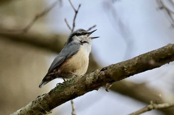 Eurasian Nuthatch Unknown Spots Wed, 4/17/2024