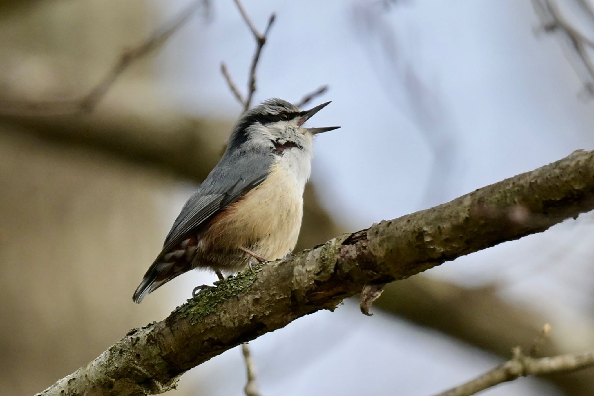 Photo of Eurasian Nuthatch at  by 美妃8