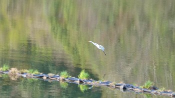 Great Egret 布目ダム Sat, 4/13/2024