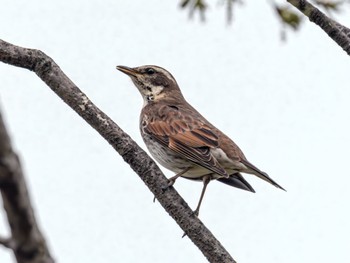 Dusky Thrush 西宮市 広田神社 Sun, 4/21/2024