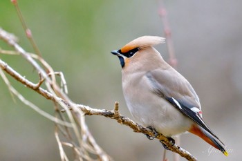 Bohemian Waxwing Kitamoto Nature Observation Park Sat, 3/23/2024