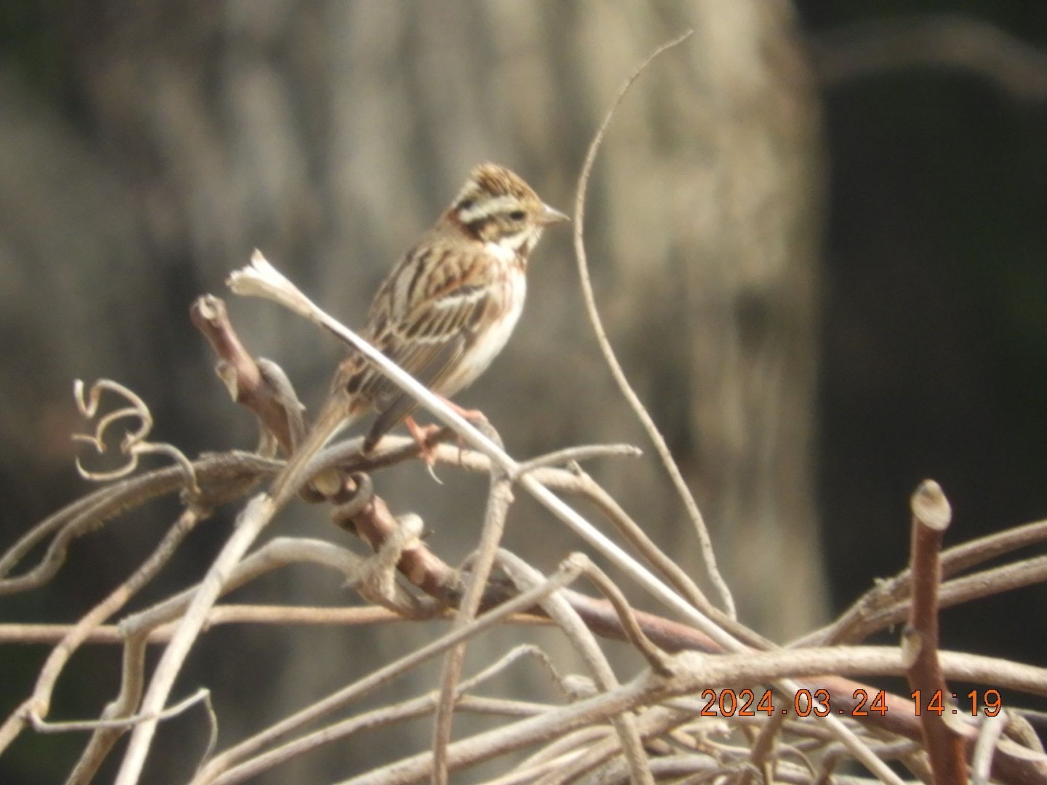 Rustic Bunting