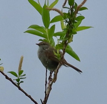 Japanese Bush Warbler 長津川ふれあい広場 Tue, 4/23/2024