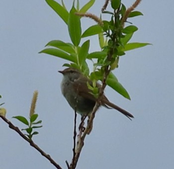 Tue, 4/23/2024 Birding report at 長津川ふれあい広場