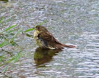 Masked Bunting 長津川ふれあい広場 Tue, 4/23/2024