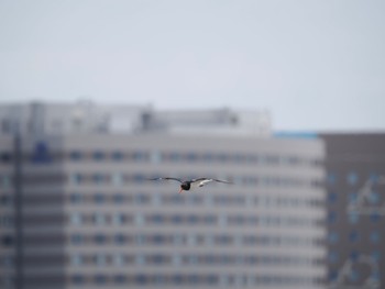 Eurasian Oystercatcher Kasai Rinkai Park Sat, 4/13/2024