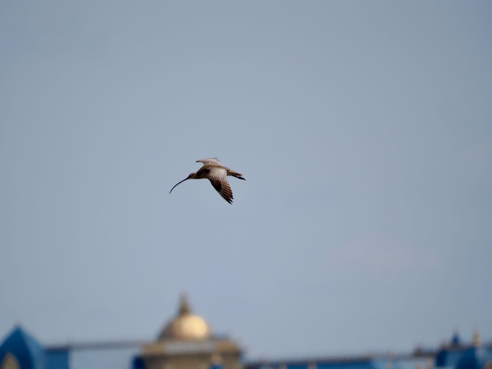 Photo of Far Eastern Curlew at Kasai Rinkai Park by 孝一