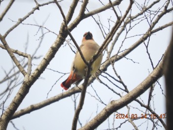 2024年3月24日(日) 大室公園の野鳥観察記録