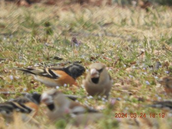 Brambling 大室公園 Sun, 3/24/2024