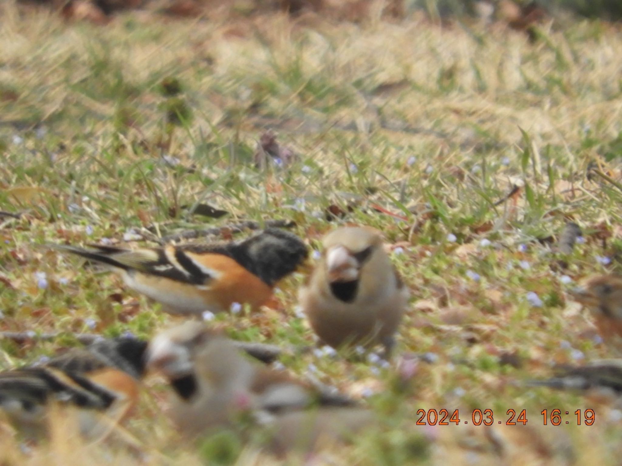 Brambling