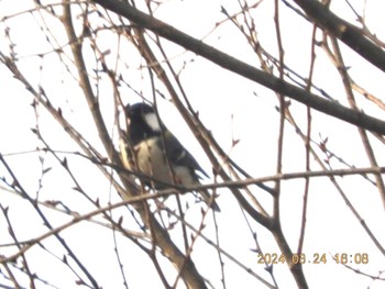 Coal Tit 大室公園 Sun, 3/24/2024