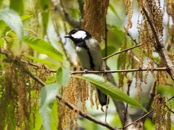 シジュウカラ 東京港野鳥公園 2024年4月20日(土)