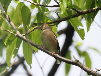 Hawfinch Tokyo Port Wild Bird Park Sat, 4/20/2024