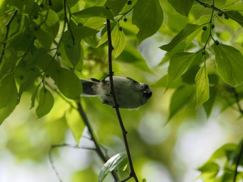 エナガ 東京港野鳥公園 2024年4月20日(土)