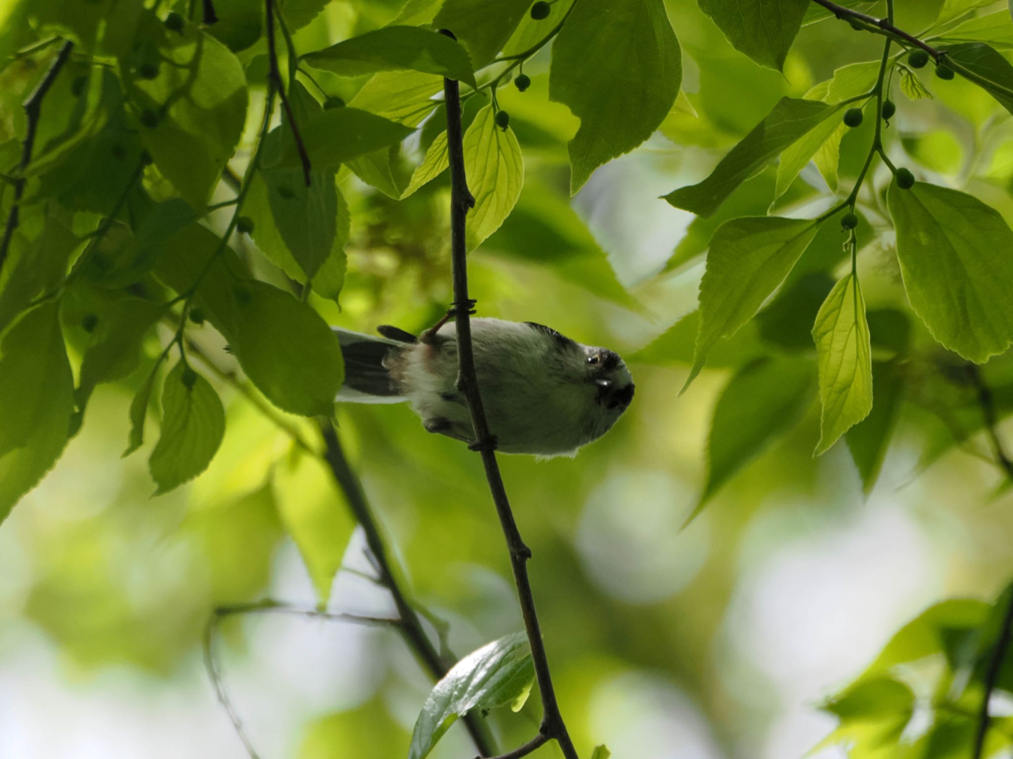 Long-tailed Tit