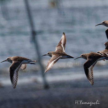 Dunlin Sambanze Tideland Sun, 3/31/2024