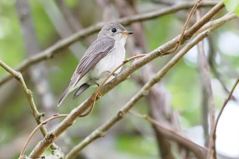 Asian Brown Flycatcher 百月ダム(愛知県) Sat, 4/20/2024