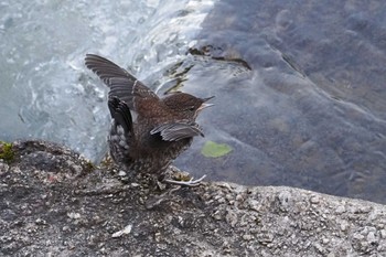 Brown Dipper 百月ダム(愛知県) Sat, 4/20/2024