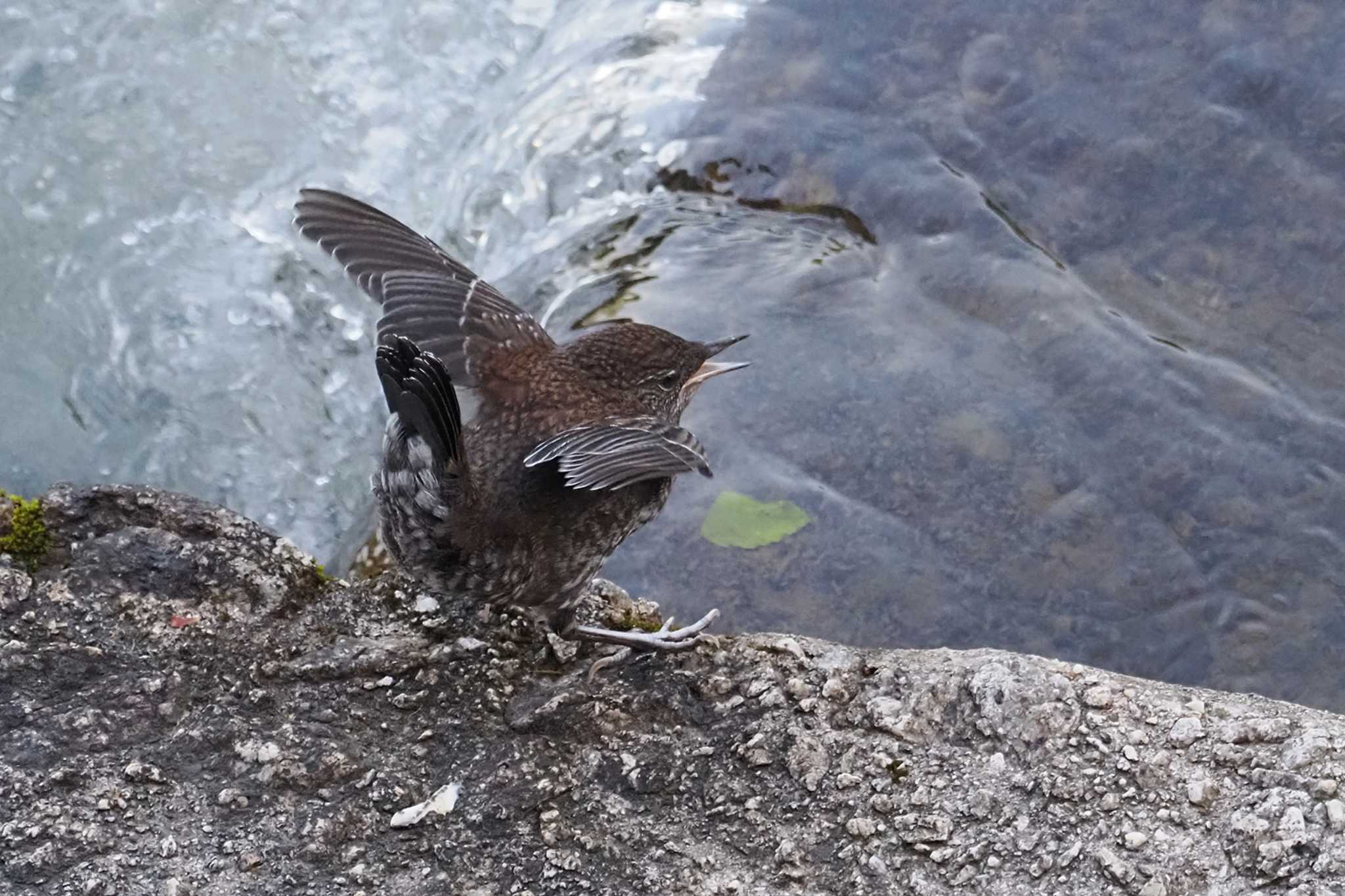 Brown Dipper