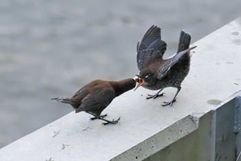 カワガラス 百月ダム(愛知県) 2024年4月20日(土)