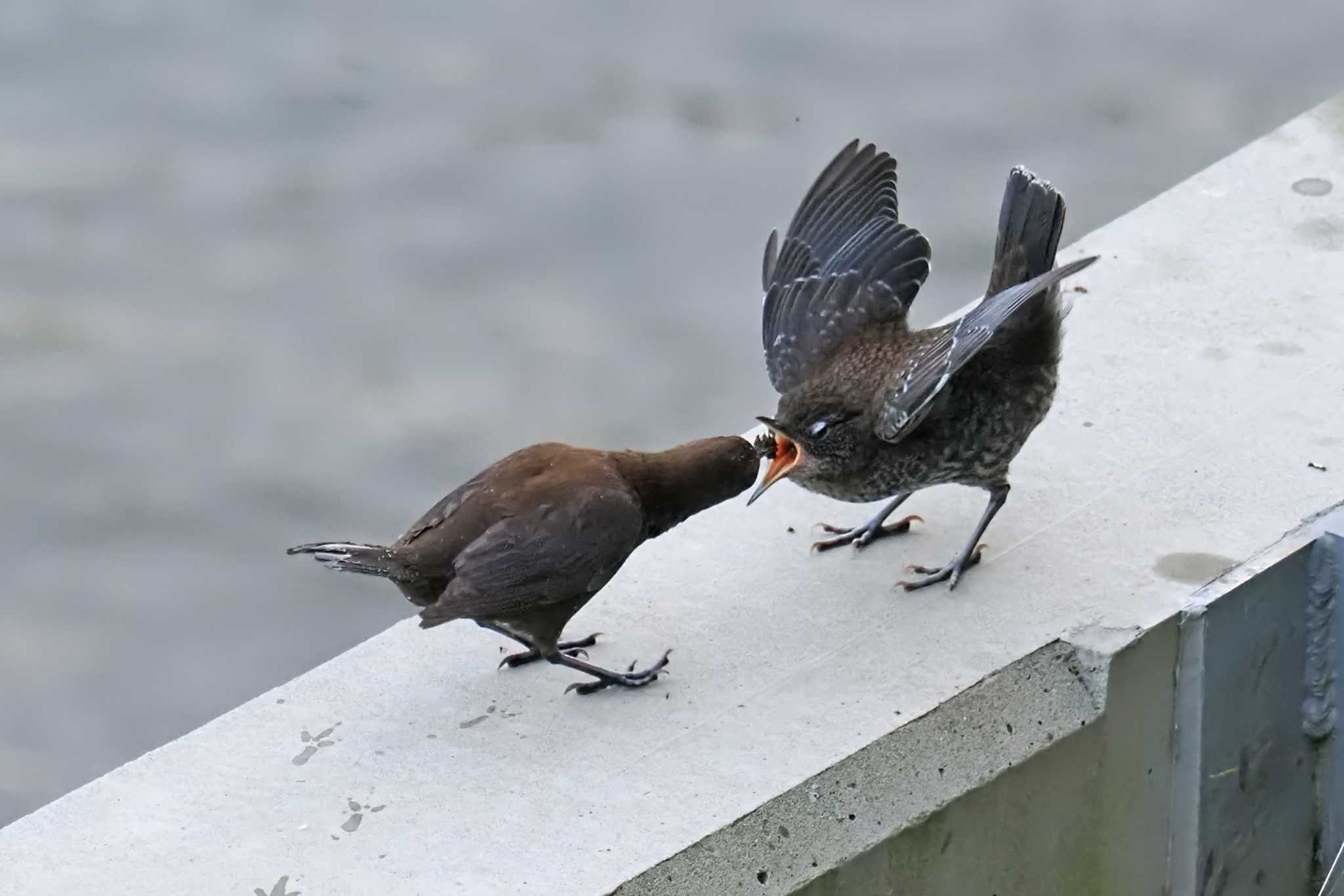 Brown Dipper