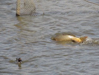 Eurasian Teal Izunuma Fri, 4/19/2024