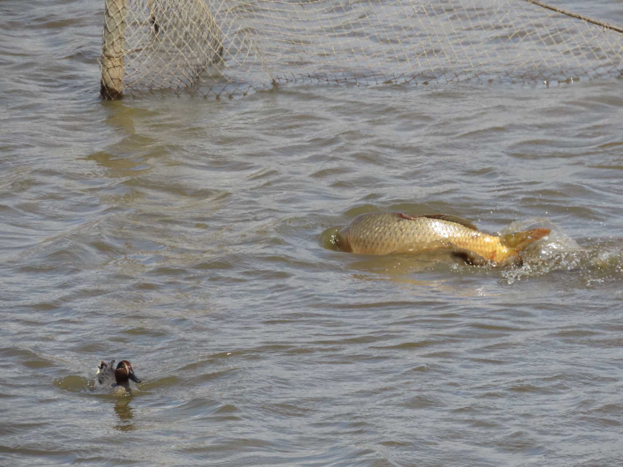 Eurasian Teal