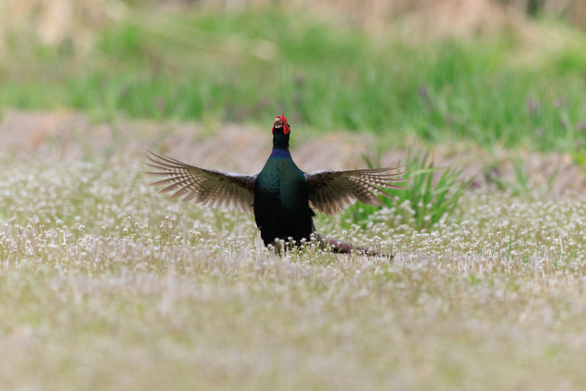 Photo of Green Pheasant at 高山市 by アカウント5104