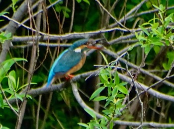 カワセミ 舞岡公園 2024年4月23日(火)